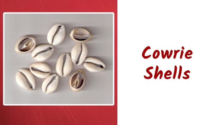 Cowrie Shells all Information with Uses and Benefits - Pratyangira Siddhi